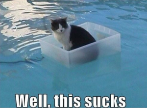 cat in the water saying this sucks